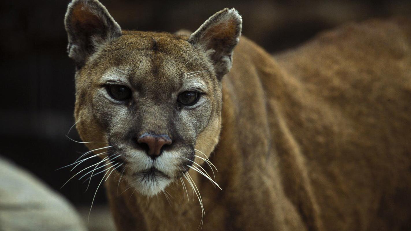 Mountain lion spotted in southwest Omaha, Nebraska Game and Parks confirms